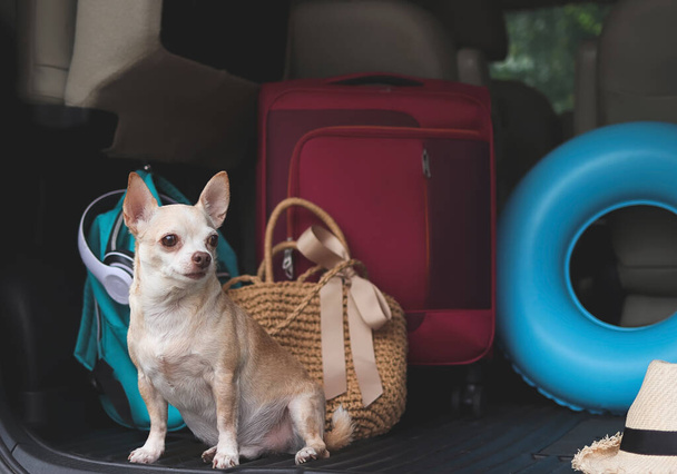 Ritratto di cane marrone pelo corto chihuahua seduto con accessori da viaggio nel bagagliaio dell'auto. Concetto di viaggio. - Foto, immagini