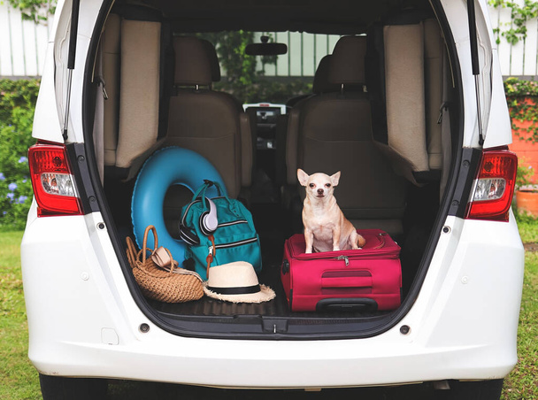 Retrato de perro chihuahua de pelo corto marrón sentado con accesorios de viaje en el maletero del coche. Concepto de viaje. - Foto, Imagen