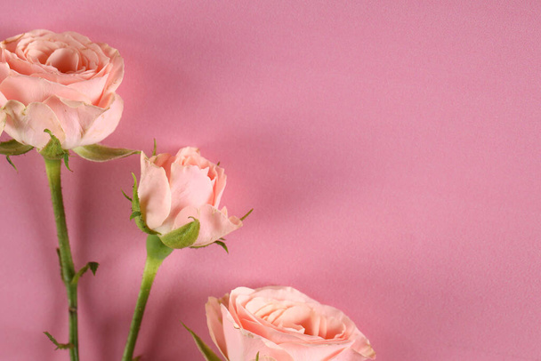 fresh organic rose flowers on pink background - Фото, изображение