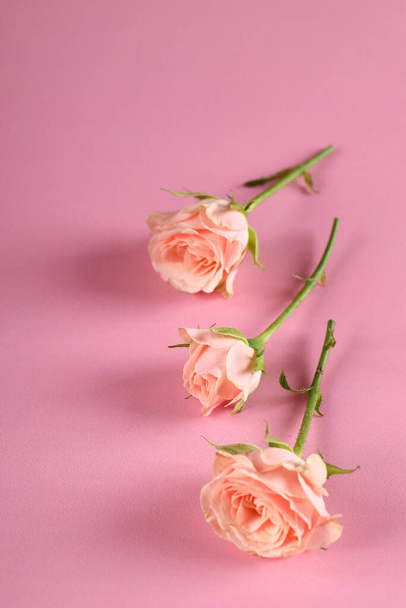 fresh organic rose flowers on pink background - Foto, Imagen
