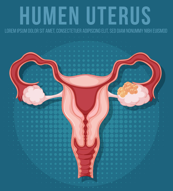 Внутренний орган человека с иллюстрацией матки - Вектор,изображение