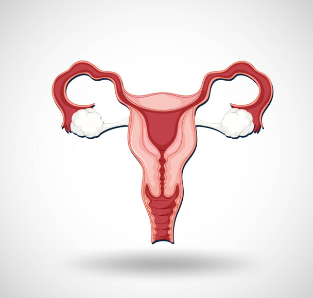 子宮のイラストを持つ人間の内臓 - ベクター画像