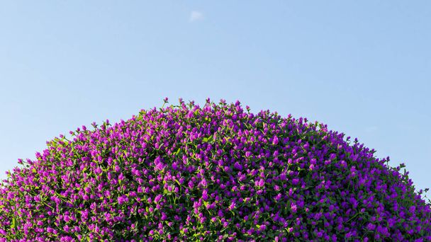 3D tehdä violetti kukkivat pensaat eristetty sinisellä pohjalla. - Valokuva, kuva