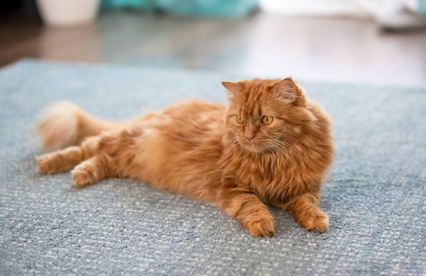 Velká načechraná červená kočka leží nádherně na podlaze v interiéru bytu, pozorně se dívá velkýma žlutýma očima  - Fotografie, Obrázek