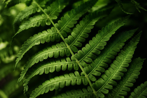 green fern leaves petals background. Vibrant green foliage. - Photo, image