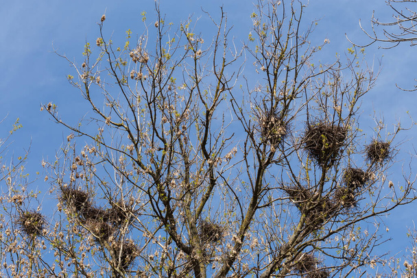 Numerosi nidi dei corvi neri sui rami dei vecchi alberi alti, vista dal basso verso l'alto contro il cielo limpido - Foto, immagini