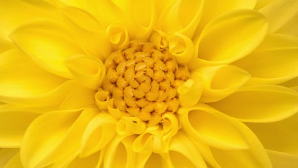 4K Time Lapse of blooming yellow Dahlia - Záběry, video