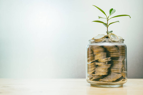 coin saving collection in jar with plant grow for growing wealth personal income - Foto, afbeelding