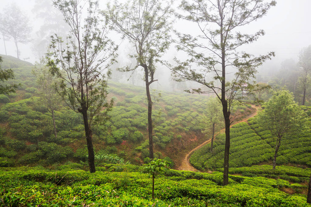 Zielone naturalne krajobrazy _ plantacja herbaty na Sri Lance - Zdjęcie, obraz