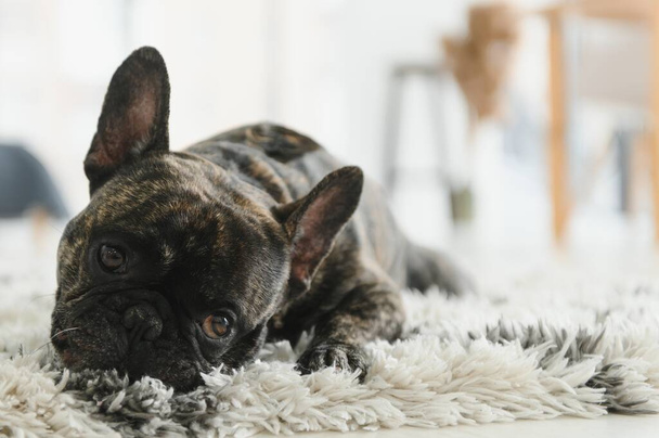 Bulldog francés acostado en la alfombra
. - Foto, Imagen