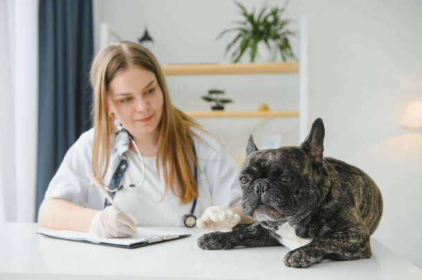 Veterinarian doctor with French bulldog at vet ambulance - Foto, Imagem