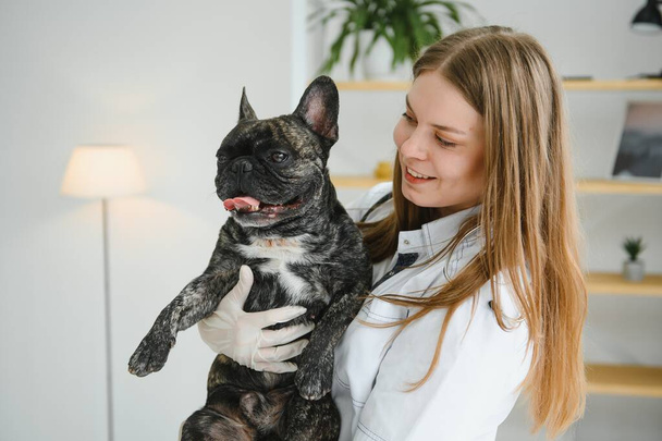 medicine, pet care and people concept - close up of french bulldog dog and veterinarian doctor hand at vet clinic - Image - Photo, Image