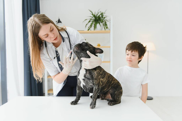 The boy with his dog to the vet. French bulldog in a vet clinic - Zdjęcie, obraz