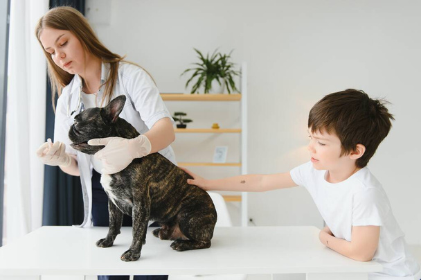 French Bulldog in a veterinary clinic. Veterinary medicine concept - Fotografie, Obrázek