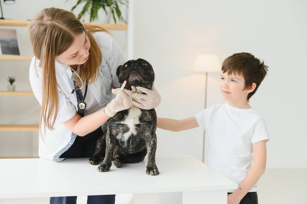 The boy with his dog to the vet. French bulldog in a vet clinic - Fotografie, Obrázek