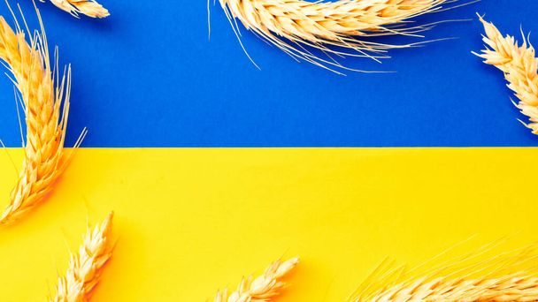 Ukraine wheat grain background. Ukrainian symbol with wheat grain ear isolated on yellow blue flag banner. Flat lay, copy space - 写真・画像