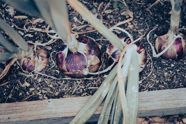 Toned photo group of red onions with purplish-red skin ready to harvest at at homestead garden near Dallas, Texas, USA. Pohled shora domácí cibule cibule cibule nad povrchem půdy dřevěných vyvýšených lůžek - Fotografie, Obrázek