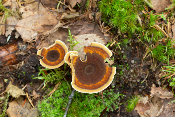 Tiger's eye fungus, Coltricia perennis growing in natural environment, horizontal composion - Foto, afbeelding