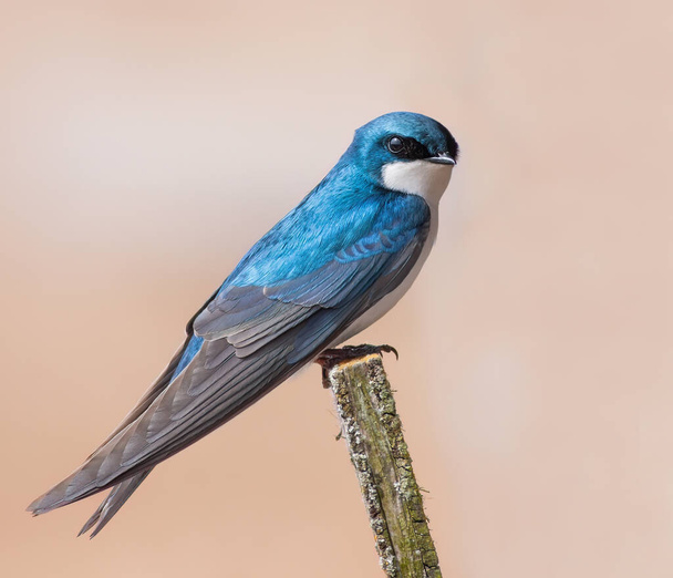 Tree swallow perched on an old wooden nesting box in Ottawa, Canada - 写真・画像