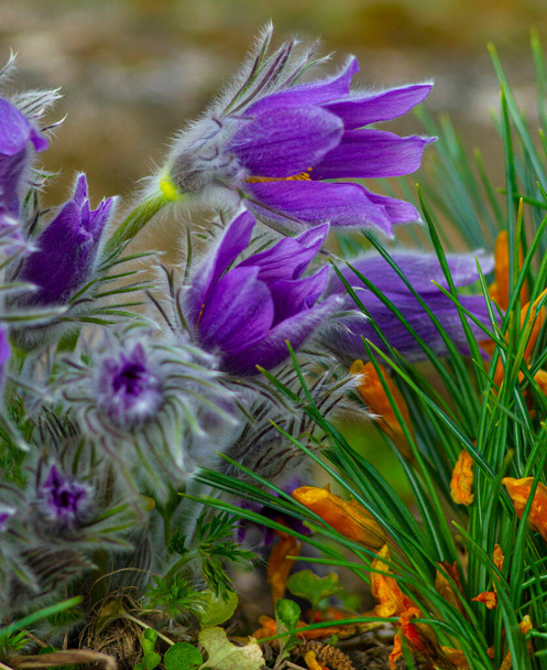 Flowers of the Windflower or Pulsatilla Patens.First spring blooming flower, purple plant macro, dream grass - Photo, Image