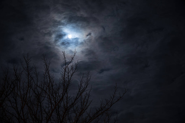 La pleine lune dans le ciel nuageux vu à travers les branches des arbres la nuit. Concentration sélective - Photo, image