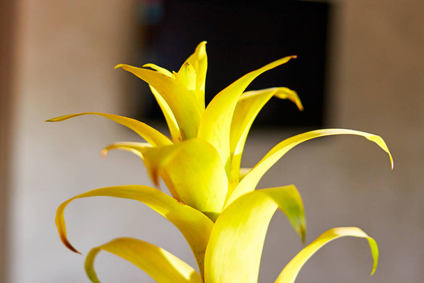 背景がぼやけているニジュラリウムの花の葉の側面図。熱帯装飾植物 - 写真・画像