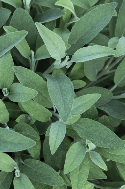 Sage plant close up view, officinal herbs, gardening concept. Nature detail - Фото, зображення
