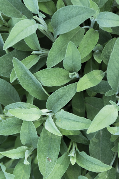 Sage plant close up view, officinal herbs, gardening concept. Nature detail - Foto, immagini