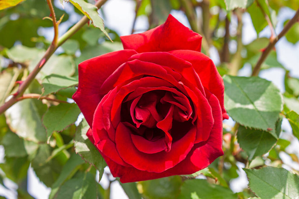 Ein prächtiges Exemplar einer blühenden Rose Etoile de Hollande. Die 'Etoile de Hollande' ist eine herrliche Kletterrose mit Massen von sehr duftenden, großen, purpurroten Blüten. - Foto, Bild