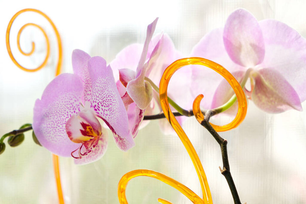 Pink orchid flowers with supporting sticks curl up on the windowsill - Foto, afbeelding