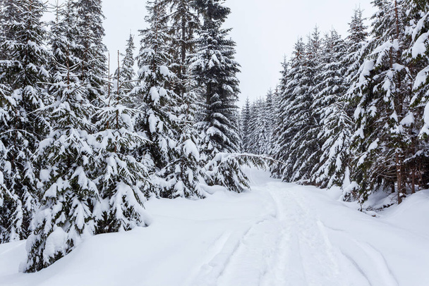 Bevroren besneeuwde dennenbos na sneeuwval en grijze lucht in de waas op winterdag. Karpaten, Oekraïne - Foto, afbeelding