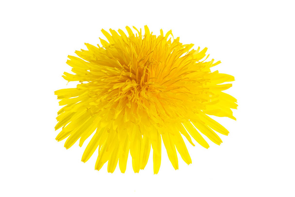 flor amarilla de un diente de león sobre un fondo blanco aislado - Foto, imagen