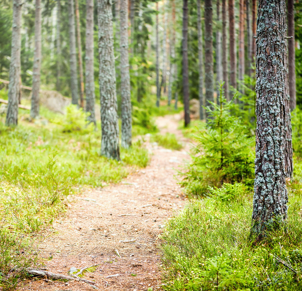 Kerti ösvény-ban erdő ősz folyamán - Fotó, kép