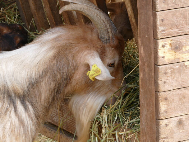 Hungry goat at a feed rack - Фото, изображение