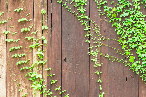Stary drewniany mur z zieloną rośliną pnącza - Zdjęcie, obraz