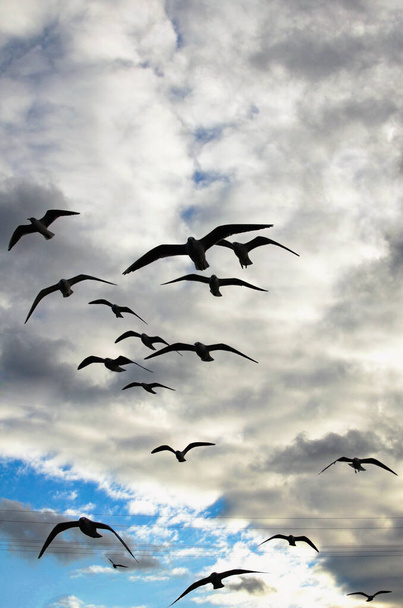 Black silhouettes of birds. Seagulls in the clouds of blue sky. Seagull flying in the blue sky. A seagull is flying in the sky. Seagull flying sky. - Photo, image