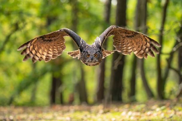 Euroasian eagle owl with wings spread around. Owl captured in the flight. Bubo bubo. - Foto, imagen
