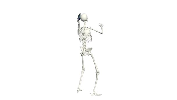 Skeleton is aan de telefoon. Skelet gesprek met behulp van de telefoon. 3D realistische animatie. Witte achtergrond. - Video