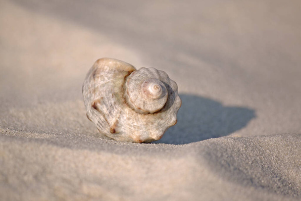 Seashell lying on sand at sea coast - Foto, Imagen