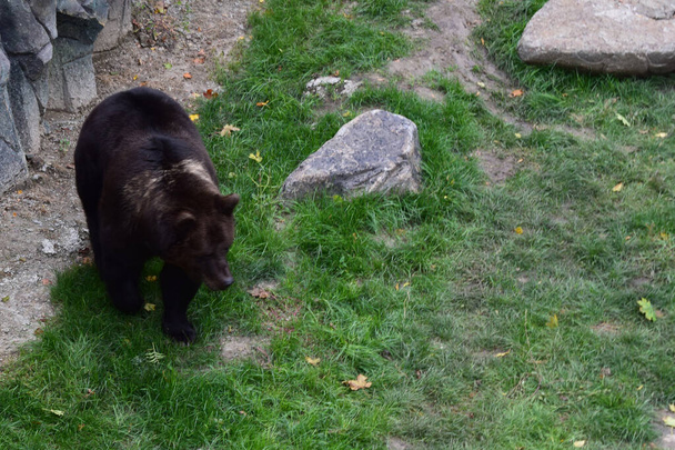 Euraasian ruskea karhu (Ursus arctos arctos), joka tunnetaan myös nimellä tavallinen ruskea karhu, euroopanruskea karhu tai eurooppalainen karhu. - Valokuva, kuva