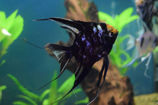 Koi Angelfish (Pterophyllum scalare) in tank fish with blurred background - Foto, imagen