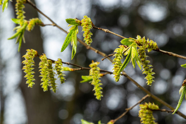 A tree branch with first leaves at spring. Carpinus orientalis. Soft focus. - 写真・画像