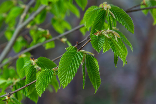 Blooming hornbeam, Carpinus betulus. Inflorescences and young leaves of hornbeam on the background of trunks and branches. - Photo, Image