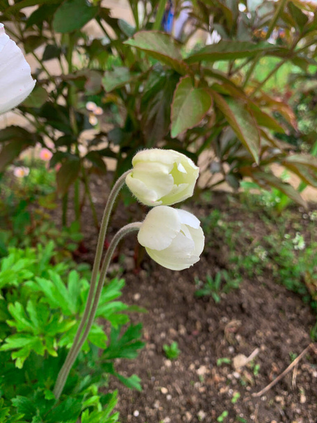 Two buds of white flowers of Snowdrop anemone. - Photo, Image