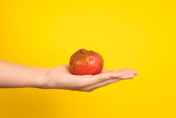 A female hand holds a rotten apple with a worm on a yellow background. Expired products. - 写真・画像