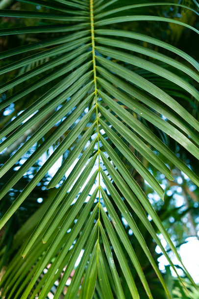 Palm tree branch in the tropics under the open sky. - Foto, imagen