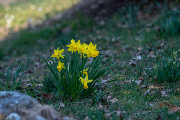 Narcissus kuuluu Amaryllidaceae-heimoon, ja se on Euroopassa kotoperäisten kasvien suku - Valokuva, kuva