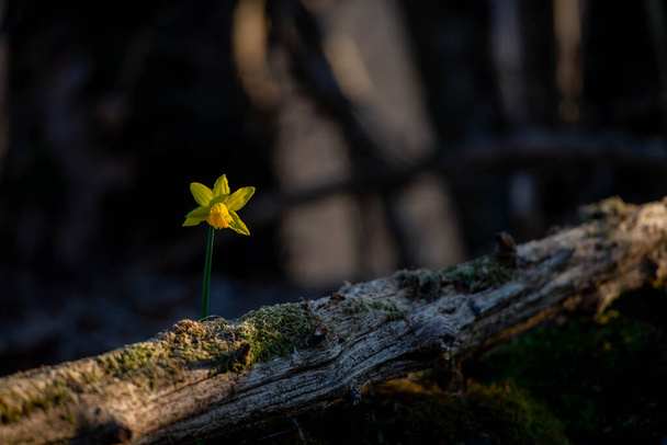 Narcis je součástí čeledi Amaryllidaceae a je rodem rostlin původem z Evropy - Fotografie, Obrázek