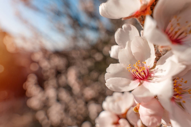 Квіти мигдалевого дерева проти заходу сонця. Прекрасна сцена природи з квітучим деревом і сонячним сяйвом. Весняні квіти. Прекрасний сад. Весняний час
 - Фото, зображення