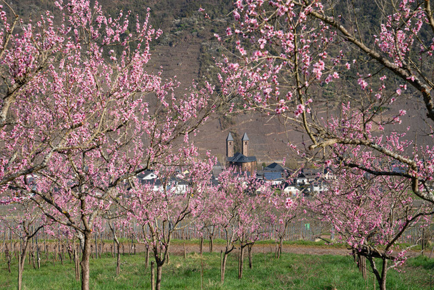 Virág szőlő őszibarack fa, tavasz Moselle régióban, Ernst, Németország - Fotó, kép